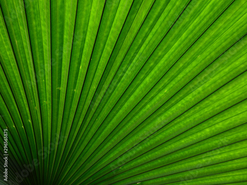 texture of green palm leaves with line
