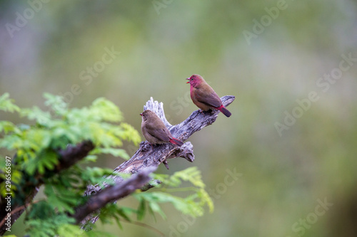 Two Jamesons Fire Finches sitting on a dry tree branch. They are quite colourful. The one looks like it is singing. photo