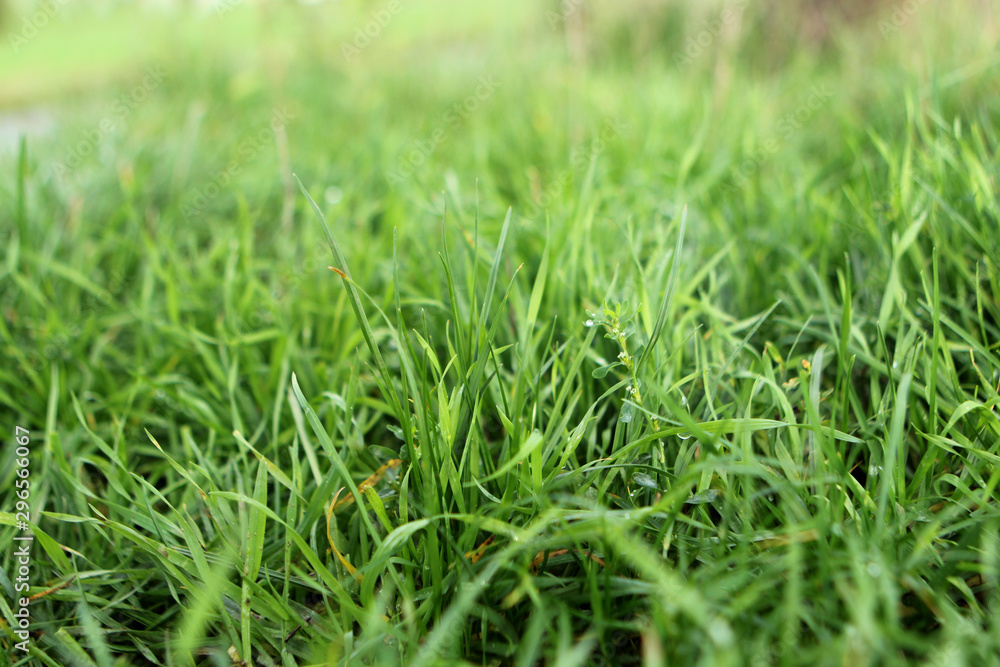 photo of juicy green grass with dew and rain drops, background photo of juicy green grass with dew and rain drops, background