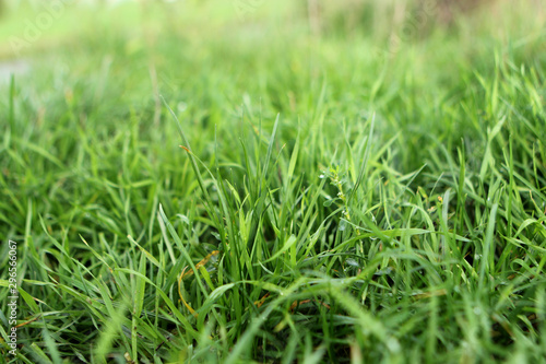 photo of juicy green grass with dew and rain drops, background