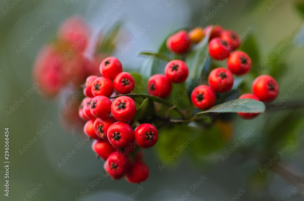 Fototapeta premium Non edible toxic red berries, pyracanthas, Rosaceae