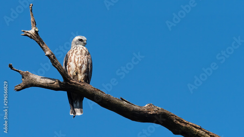 A fledgling Mississippi Kite perched on a branch with blue sky.