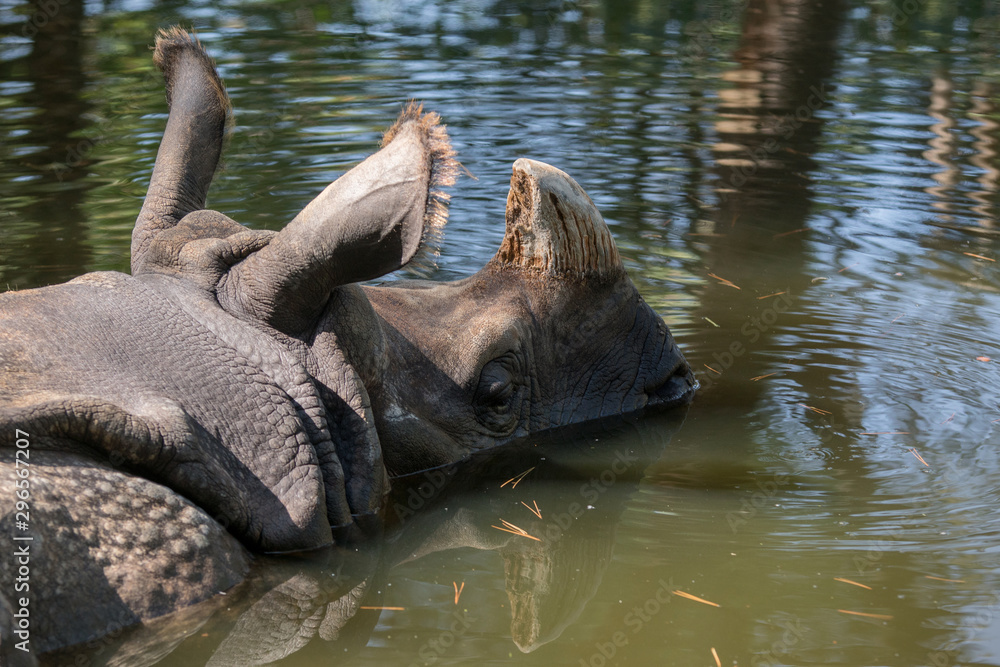 Fototapeta premium Rinoceronte indio descansando en el agua