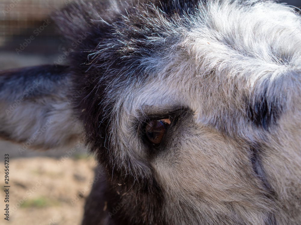 Donkey face close up, eye ear wool. animal at the zoo