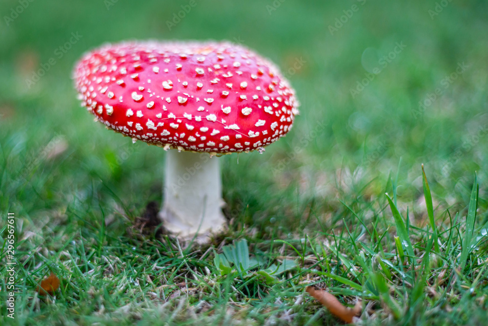 fly agaric in the forest fly agaric in the forest