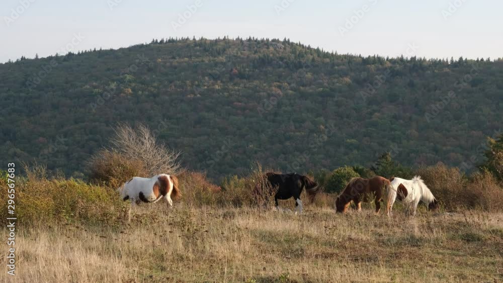 herd of wild ponies graze in a golden evening meadow just before sunset in the mountains of Grayson Highlands State Park, Virginia USA herd of wild ponies graze in a golden evening meadow just before sunset in the mountains of Grayson Highlands State Park, Virginia USA