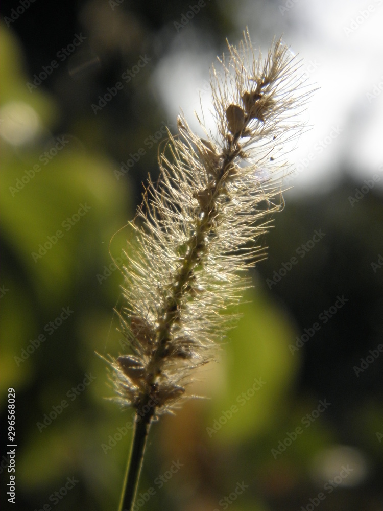 Fototapeta premium green grass