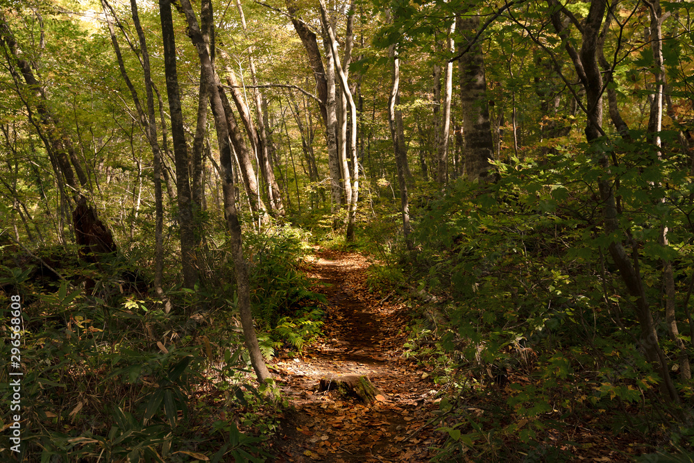 Obraz premium 青森県奥入瀬渓流 紅葉の森の散策路