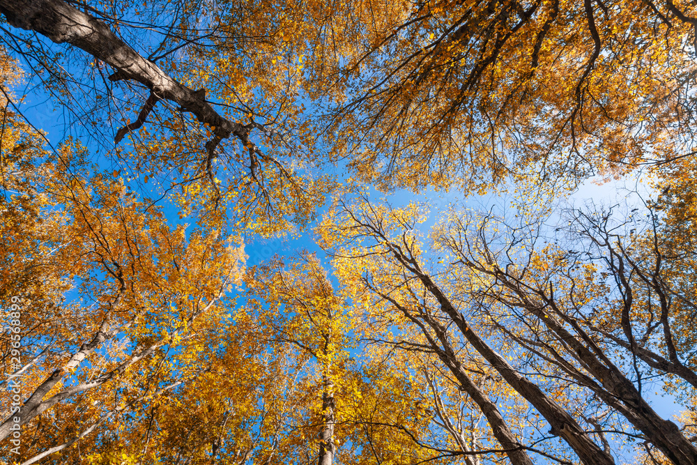 Crowns of autumn trees against the blue sky Crowns of autumn trees against the blue sky