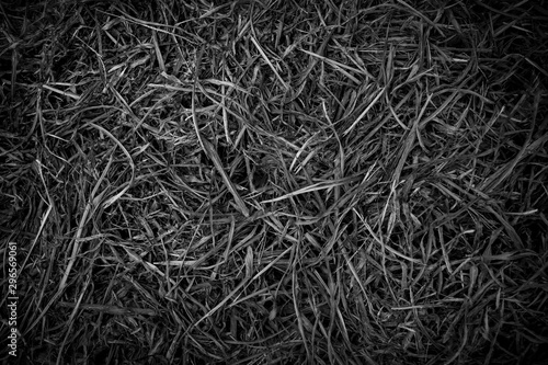Dry grass leaf texture top view background. Black and white color.