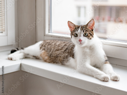 Beautiful home cat lying on the window sill, place for text,