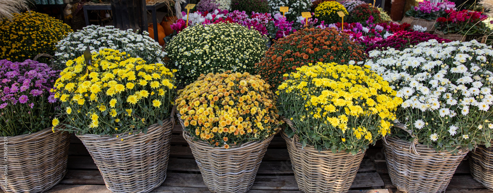 Variety of chrysanthemum plants in baskets at the greek garden shop in October.