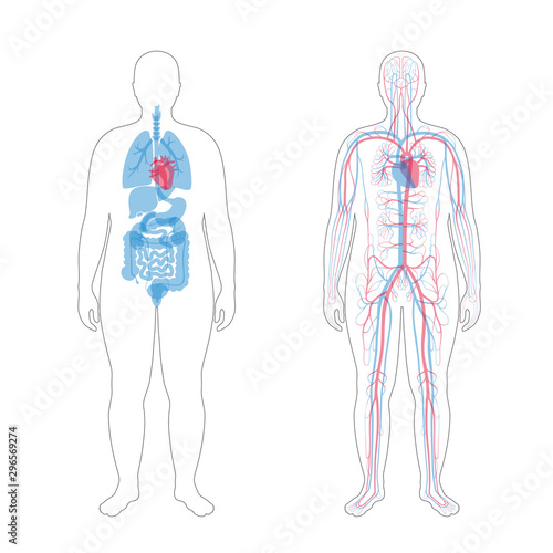 internal organs and circulatory system