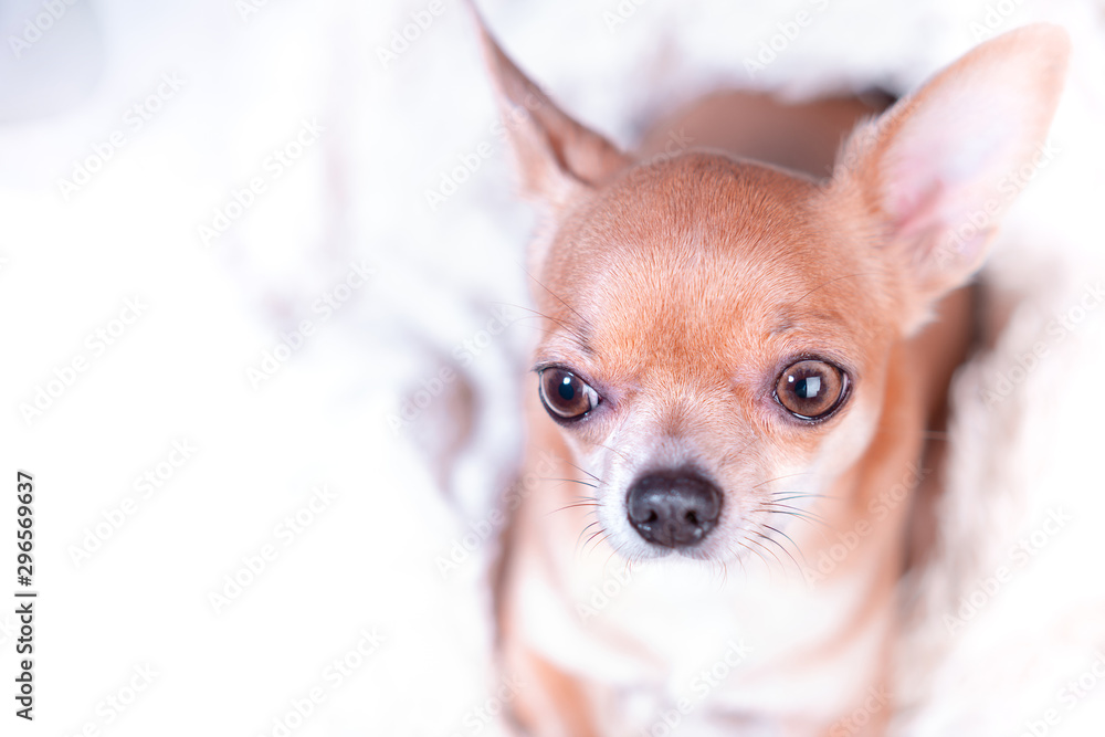 Smooth-haired Chihuahua dog. Chihuahua Girl looks nice on a white background. Portrait of smooth-haired beige Chihuahua against the beautiful bokeh