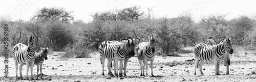 Troupeau de zèbres au par national d'etosha en Namibie photo