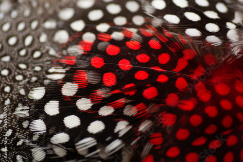 guinea fowl feathers natural an dyed red