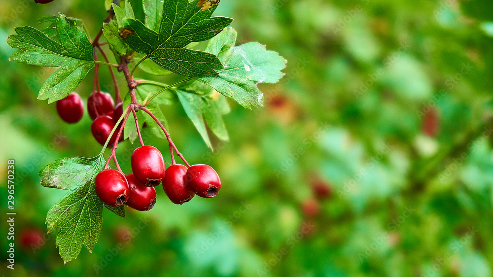 Fototapeta premium Mountain ash berry and green leaves 