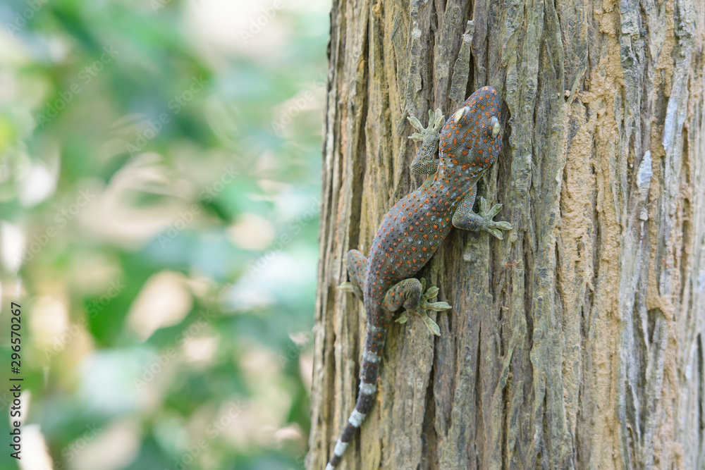 A gecko perched on a tree