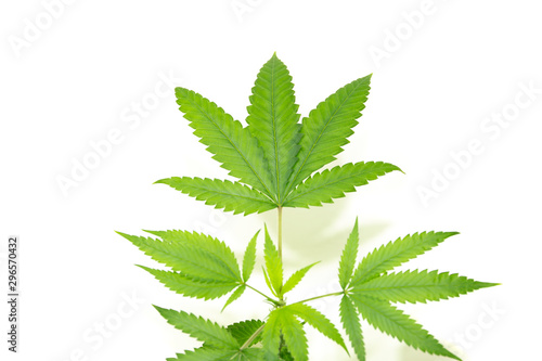 Marijuana leaves growing indoor isolated in white background clipping path.