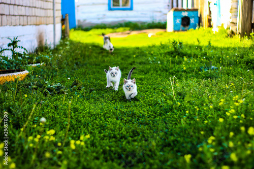Cats