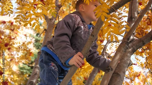 The child climbed a tree. He plays with Rowan berries and yellow leaves. Bright autumn Sunny day. Outdoor entertainment