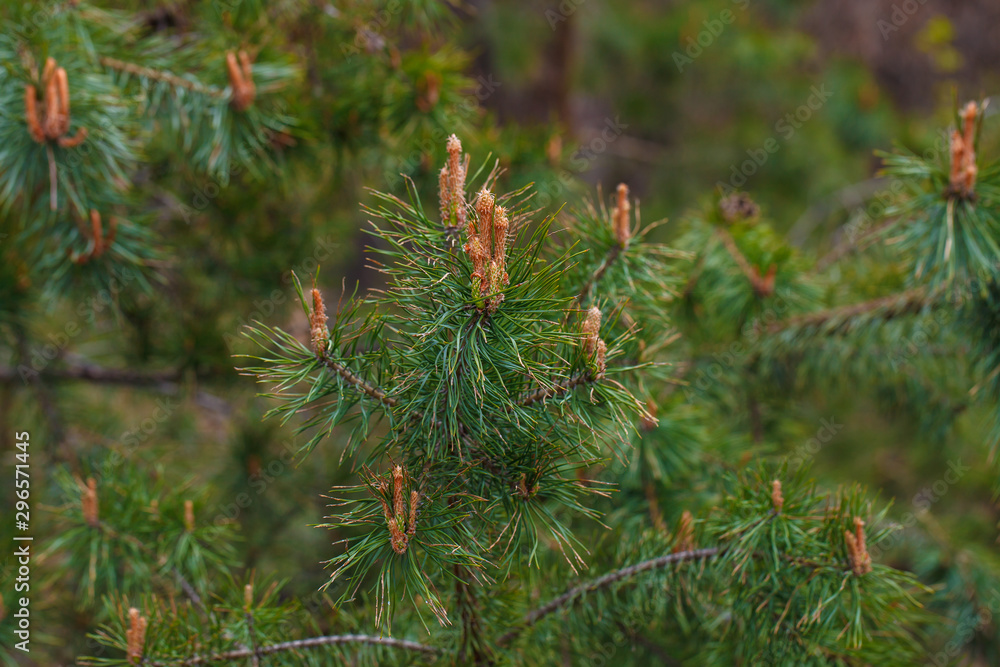 green pine branch with cone green pine branch with cone
