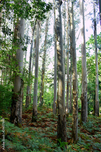 The Souto da Retorta, also known as the Chavin eucalyptus, in Vivero, Galicia. Spain. Europe. photo