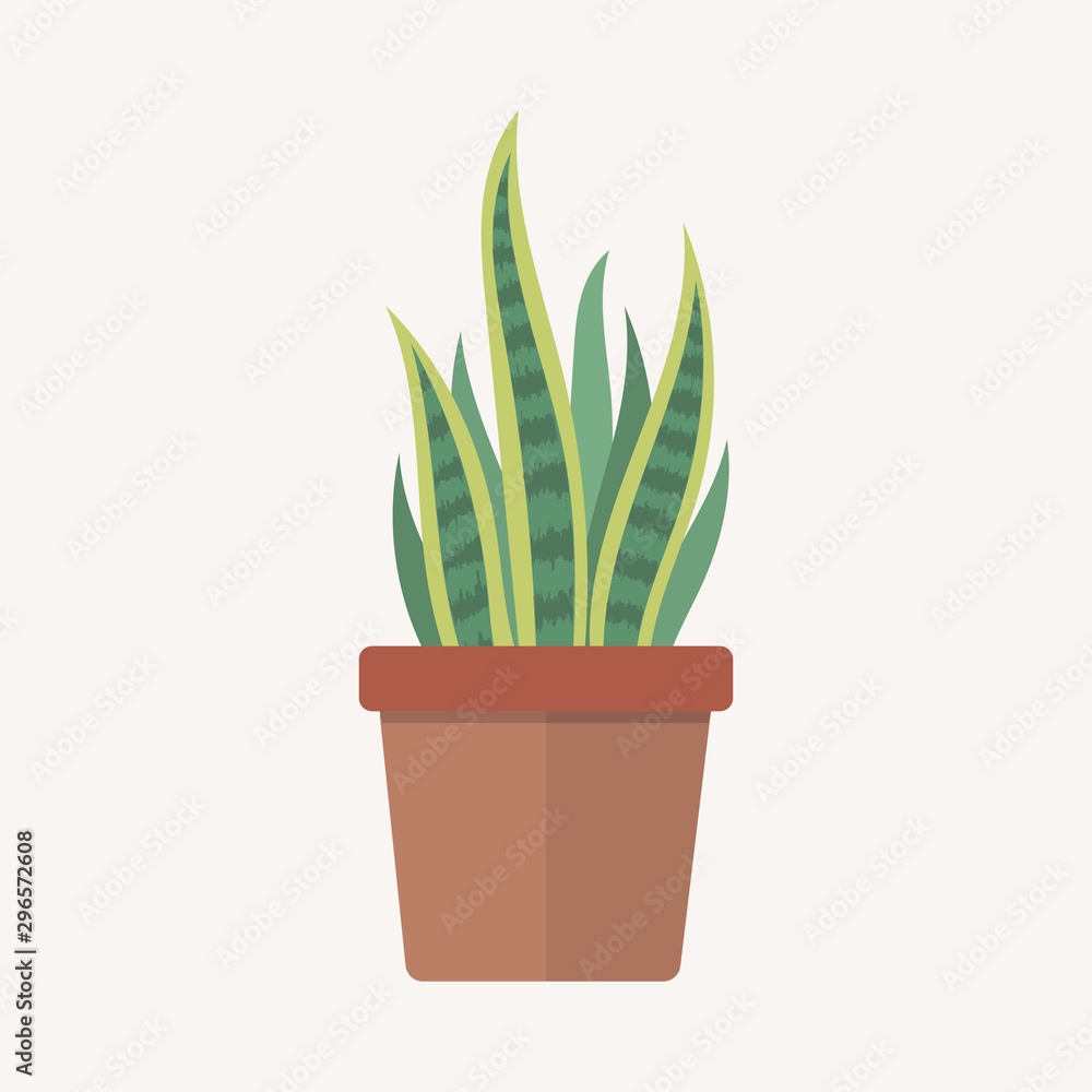 House plant in pot. Tropical leaves House plant in pot. Tropical leaves