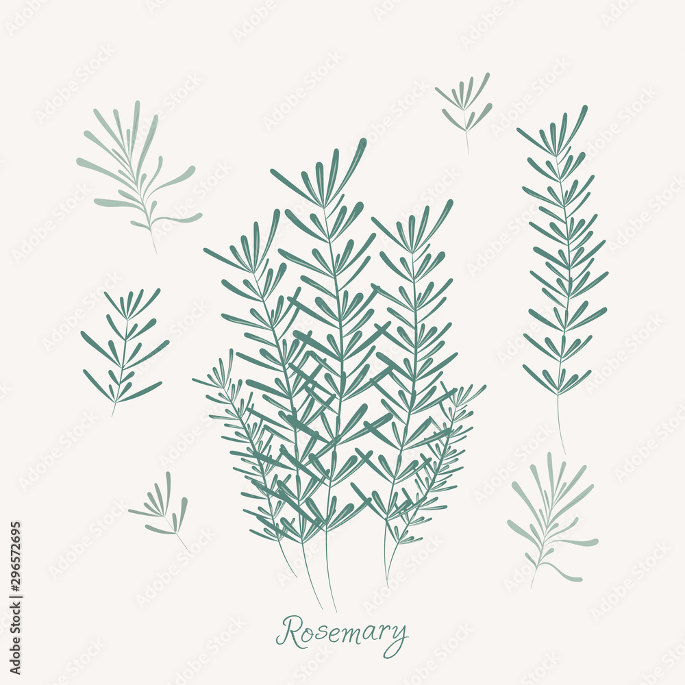 Naklejka premium Rosemary elements. rosemary herbs isolated