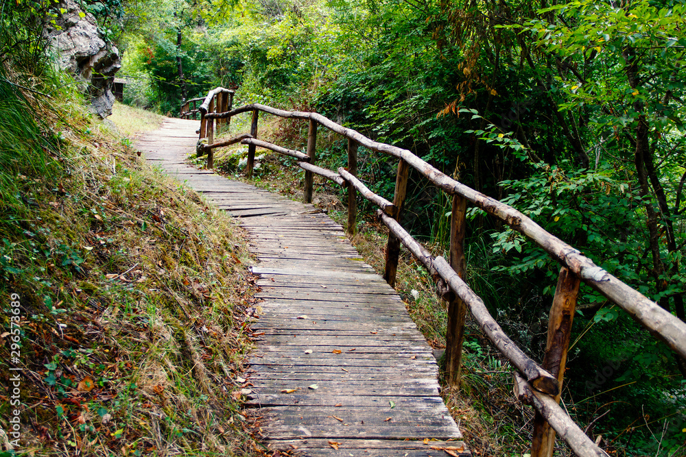 Fototapeta premium Path in the forest