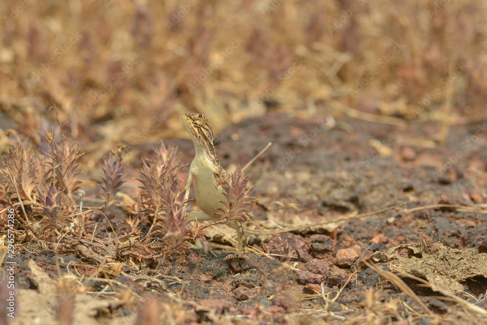 Obraz premium Female of Fan Throated Lizard or Sitana in the Breeding display seen at Satara,Maharashtra,India