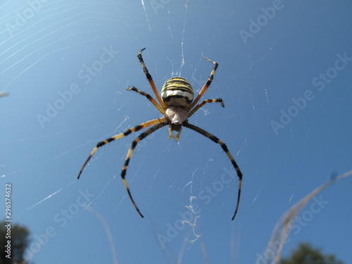 Araignée sur sa toile photo