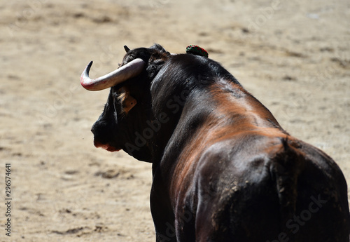 toro bravo español corriendo en la plaza de toros de arena