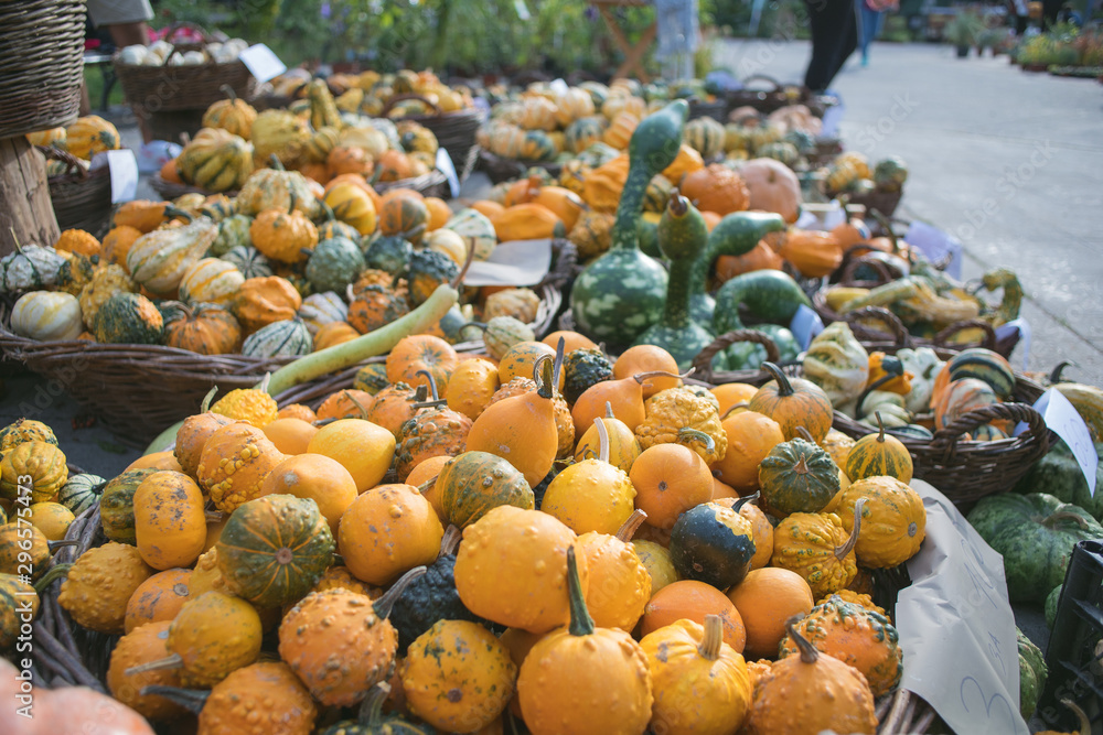 squash and pumpkin outdoor market