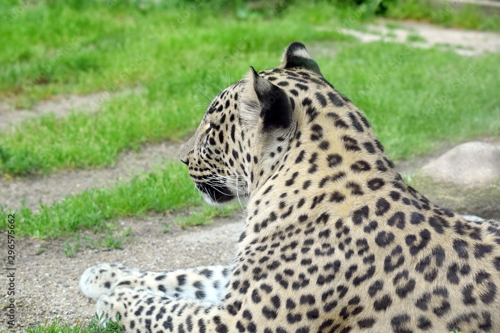 Obraz premium Persian Leopard Side View Portrait