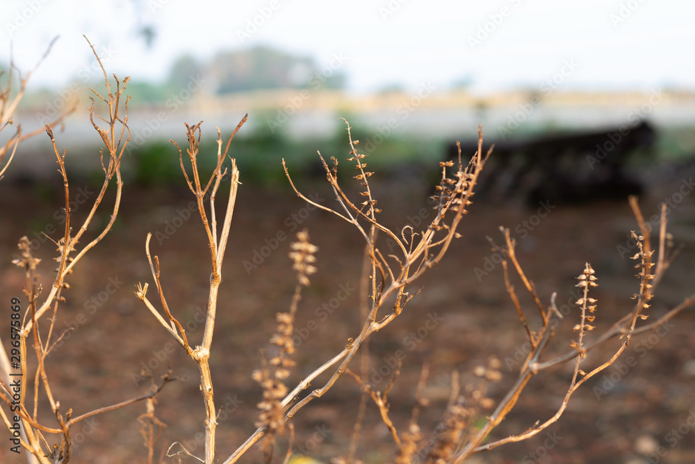 Trees dried basil is brown Trees dried basil is brown