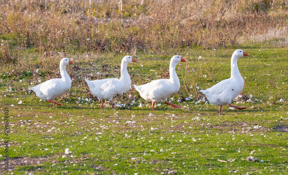 Young geese follow each other through a green meadow. Young geese follow each other through a green meadow.