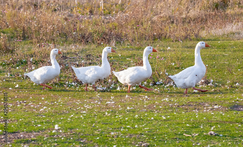 Young geese follow each other through a green meadow.