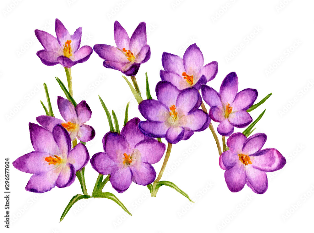 Obraz premium Picture of crocuses hand drawn in watercolor isolated on a white background. The symbol of spring and nature's awakening. Watercolor illustration