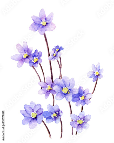 Picture of light-blue flowers  hepatic flowers  hand drawn in watercolor isolated on a white background. The symbol of spring and nature s awakening. Watercolor illustration