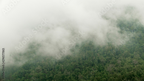 Landscape of a cloud forest on a mountain of the tropic, Colombia © GATO