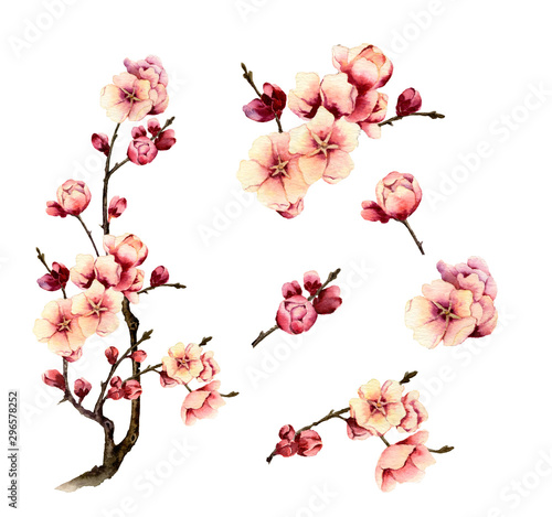 Tableau sur toile Set of a blossomy plum-tree branches and flowers hand drawn in watercolor isolated on a white background