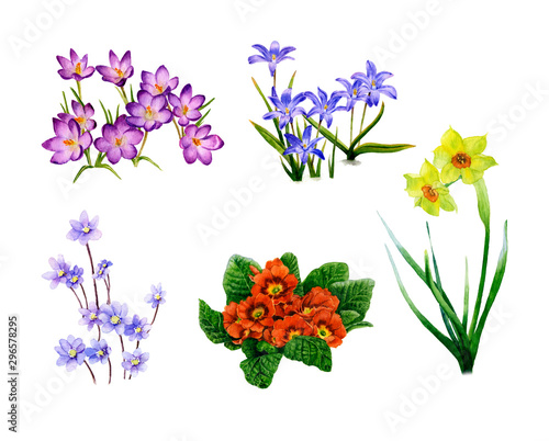 Photos Picture-set of blossomy spring flowers (crocuses, bluebells, hepaticas, primulas, narcissi) hand drawn in watercolor isolated on the white background