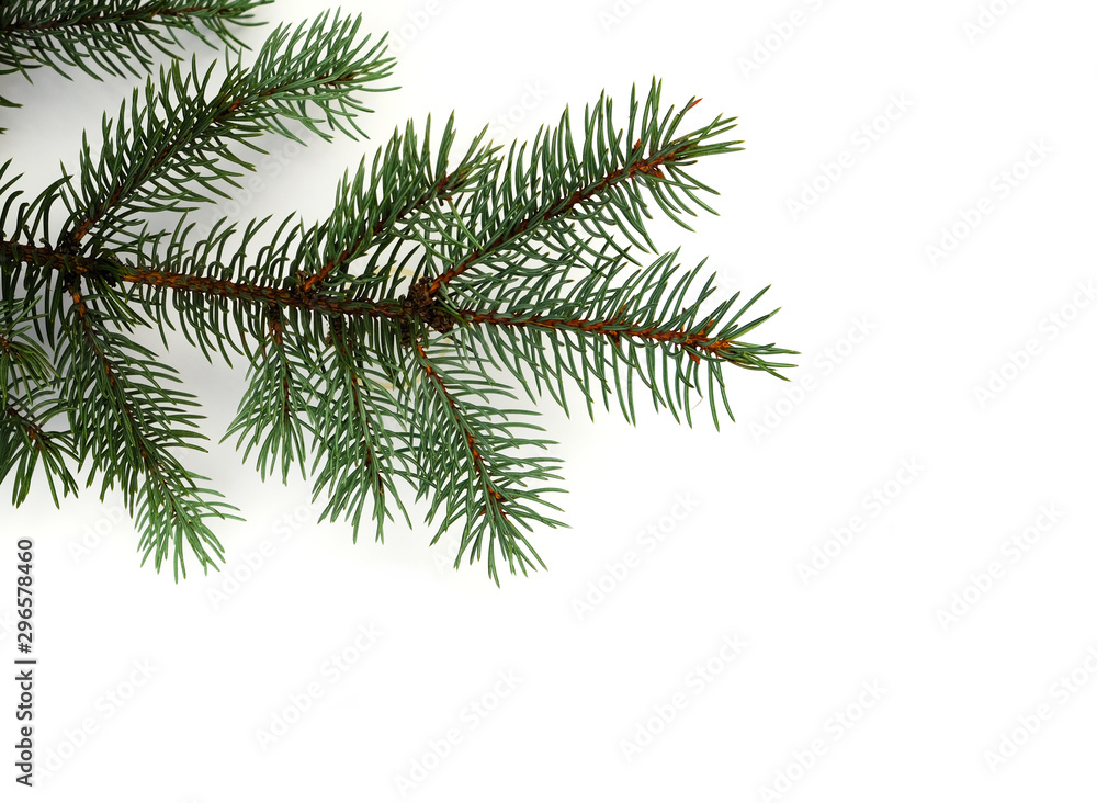 blue spruce branch on a white background