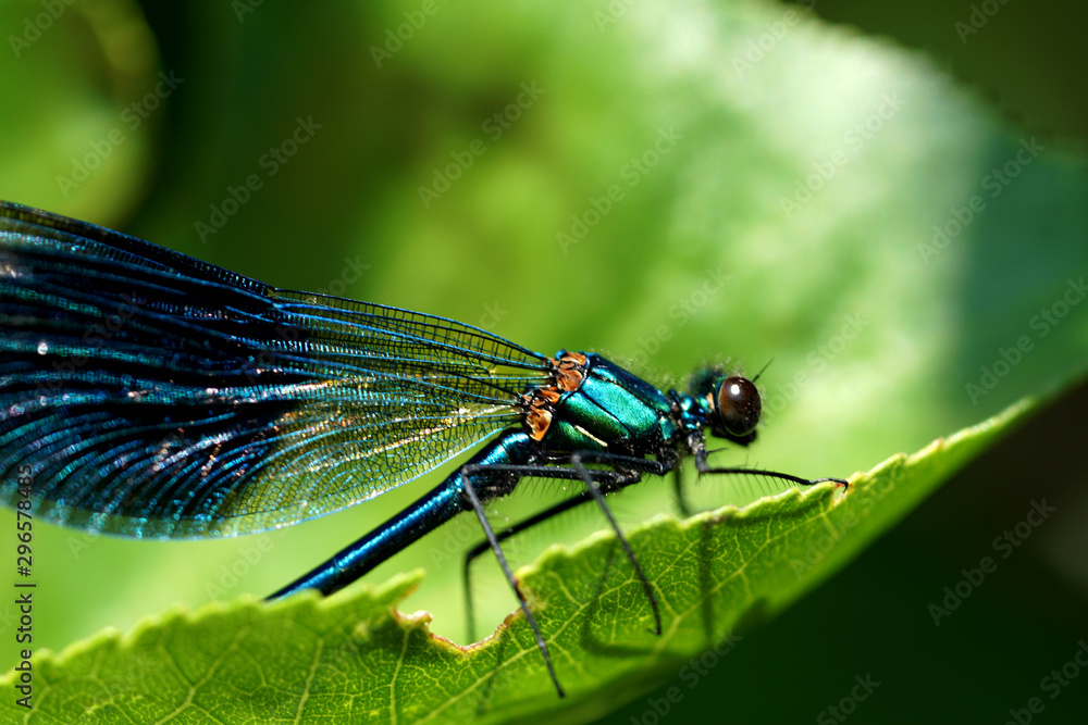 Libelle Libelle