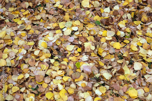 carpet of autumn fallen leaves