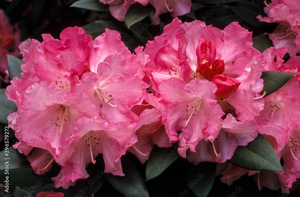 Rhododendron, rhododendron hybride x 'Solidarity' Rhododendron, rhododendron hybride x 'Solidarity'