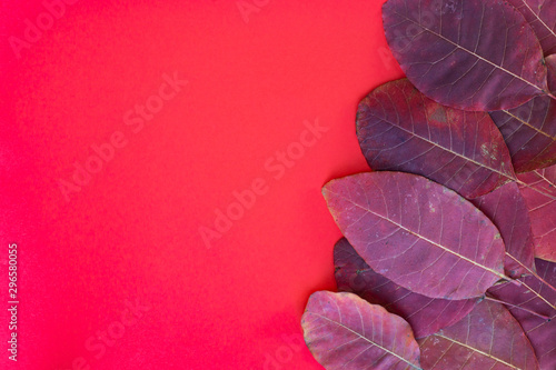 Fallen red leaves of trees on a red background. Free space for an inscription.