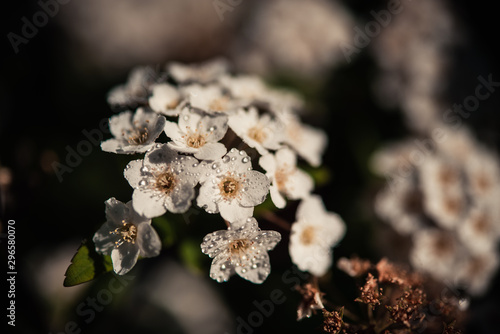 Primer plano de un ramillete de pequeñas flores blancas
