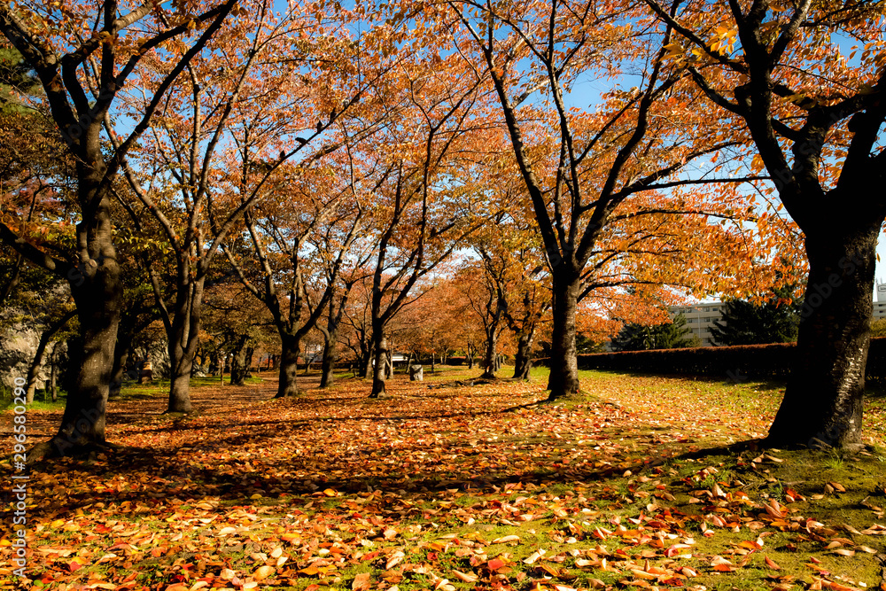 紅葉の公園散歩